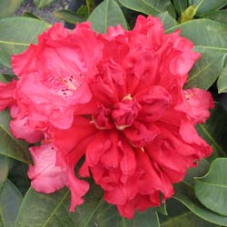Rhododendron rouge 'Markeeta's Prize'